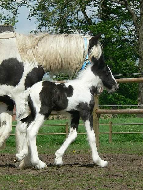 Tinker Lindholms Blue Boy - 24. maj 2005. En tur på folden med sin mor og de tre andre tinker føl :D billede 4