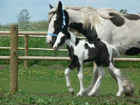 Tinker Lindholms Blue Boy - 24. maj 2005. En tur på folden med sin mor og de tre andre tinker føl :D billede 10