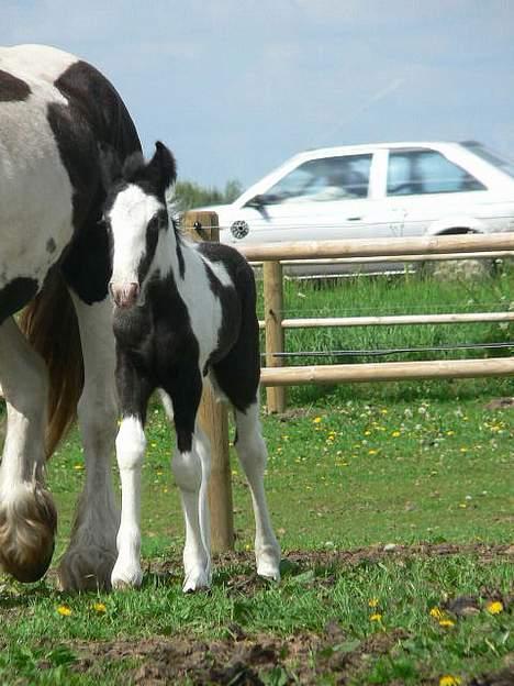 Tinker Lindholms Blue Boy - 24. maj 2005. En tur på folden med sin mor og de tre andre tinker føl :D billede 11