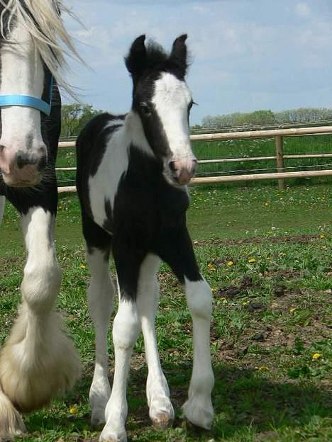 Tinker Lindholms Blue Boy - 24. maj 2005. En tur på folden med sin mor og de tre andre tinker føl :D billede 12