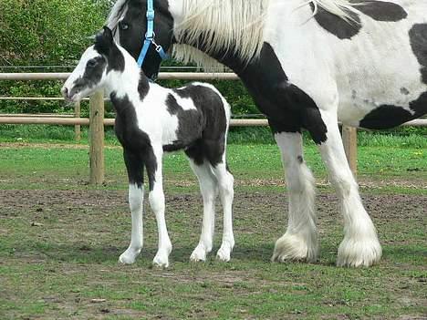 Tinker Lindholms Blue Boy - 24. maj 2005. En tur på folden med sin mor og de tre andre tinker føl :D billede 13