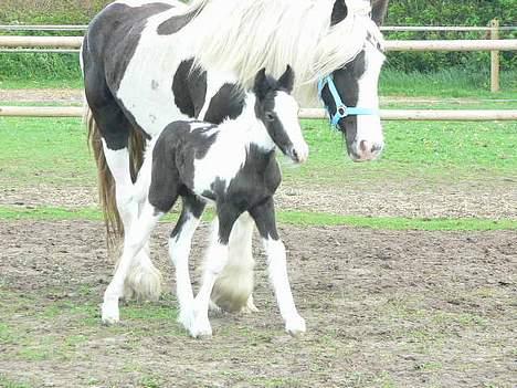 Tinker Lindholms Blue Boy - 24. maj 2005. En tur på folden med sin mor og de tre andre tinker føl :D billede 14