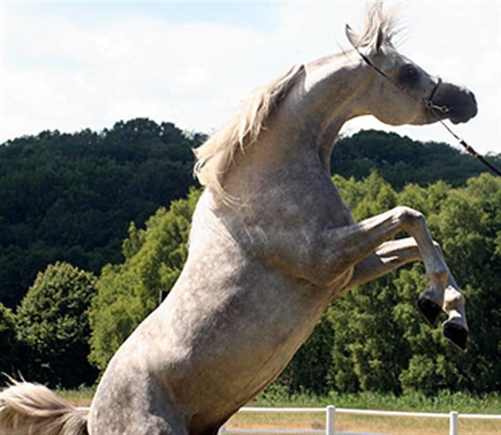 Arabisk fuldblod (OX) WML Wahed (Scid/CA - fri) - WML Wahed Blommeröd Sverige TOP 3 88.33p.Guldmedalje 2008 billede 2