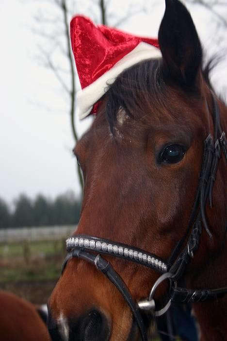 Anden særlig race Dipsy billede 5