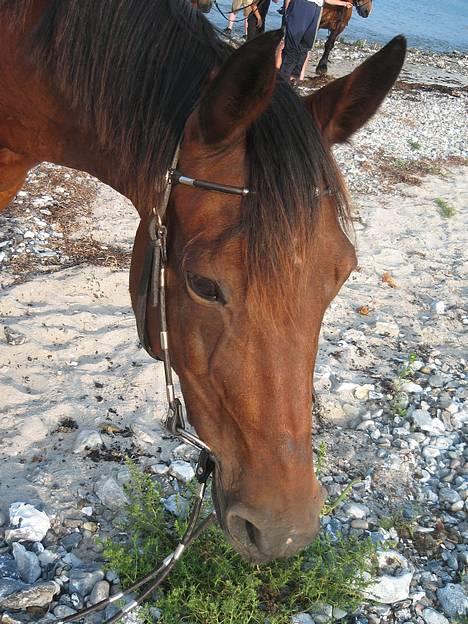 Anden særlig race Dipsy - Se lige det hoved! billede 6