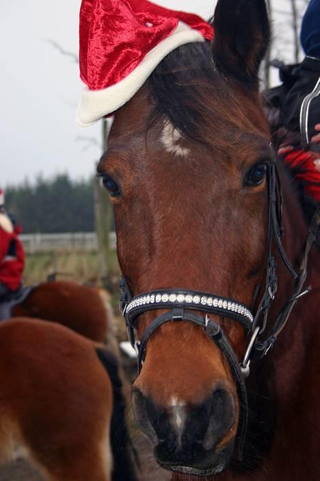 Anden særlig race Dipsy - Ham den lækre :) billede 7