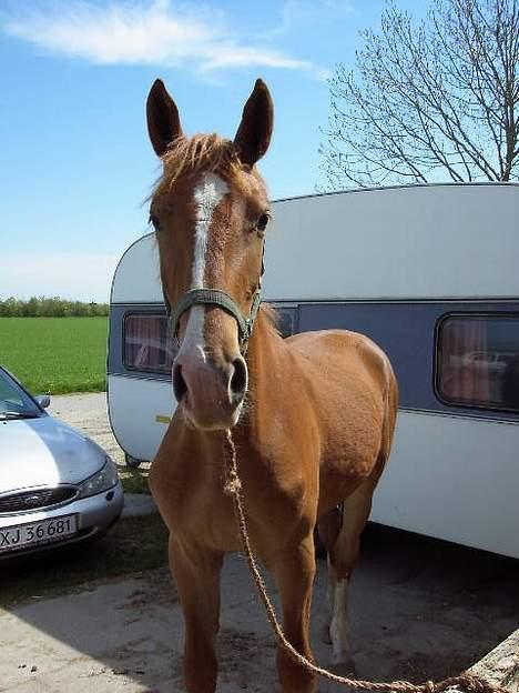 Frederiksborg B.C. Sedna af Nordmarken - mit smukke hoved.. hehe.. billede 16