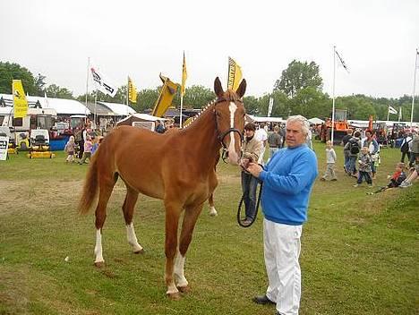 Frederiksborg B.C. Sedna af Nordmarken - Mig på det fynskedyrskue 2006 billede 17
