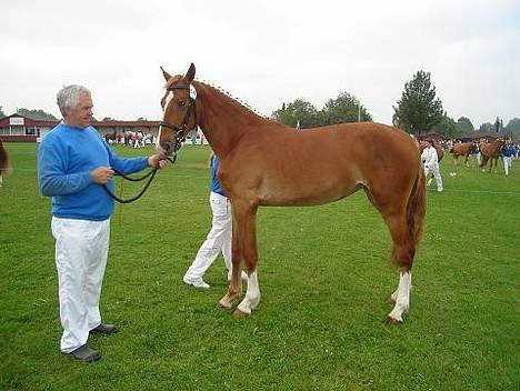 Frederiksborg B.C. Sedna af Nordmarken - Jeg er på det fynskedyrskue 2006 billede 18