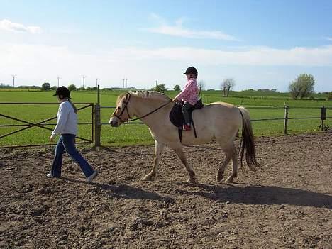 Fjordhest Buster - karoline er ude og ride på Buster... billede 10