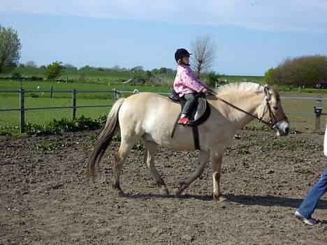 Fjordhest Buster - hun ser lidt lille ud på ham... hehe.. billede 11