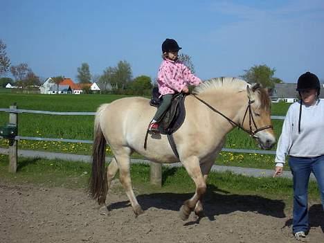 Fjordhest Buster - Buster går næsten og sover.. hehe.. det er godt han er så rolig.. billede 12