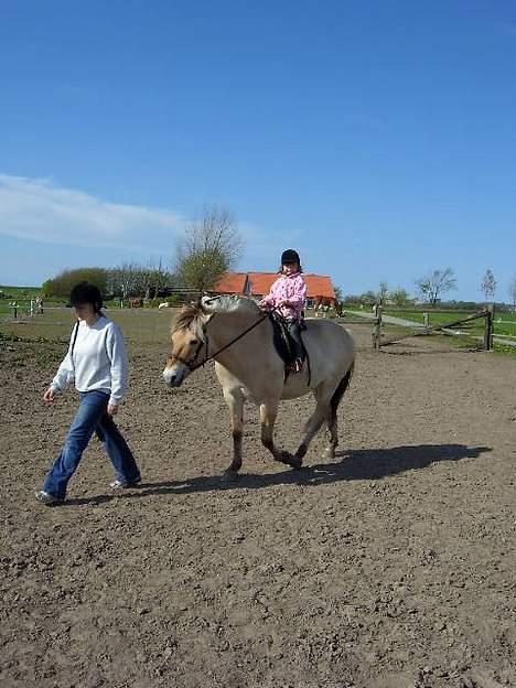 Fjordhest Buster - vi leger kongens efterfølger.. hehe.. det ligner det i hvert fald.. hehe.. billede 13