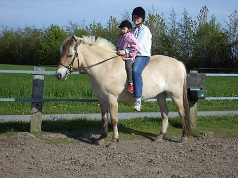 Fjordhest Buster - Karoline og jeg rider uden sadel på Buster..  billede 14