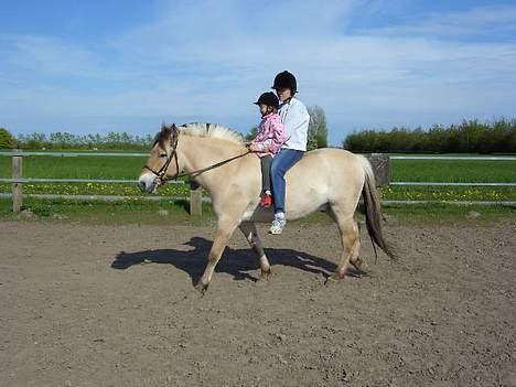 Fjordhest Buster - vi er ved at skrite ham af... billede 15