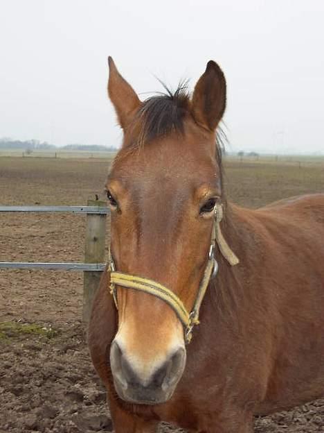 Frederiksborg Zhabel billede 4