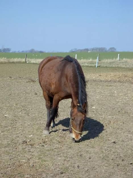 Frederiksborg Zhabel - er jeg ikk bare dejlig beskidt.. hehe.. billede 5