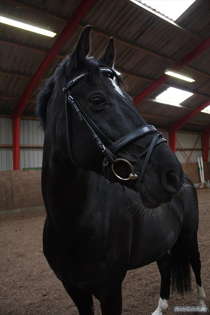 Anden særlig race Scarlet  SOLGT - Smukke Scarlet. 8 maj, 2010 billede 3