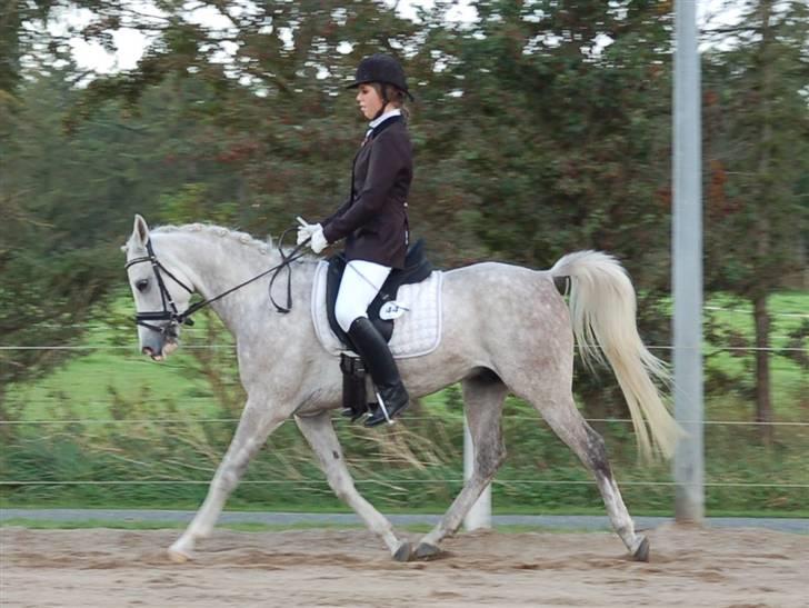 Arabisk fuldblod (OX) Wanero OX 4142 *SOLGT* - Stævne i OTB - 12.09.09 billede 3