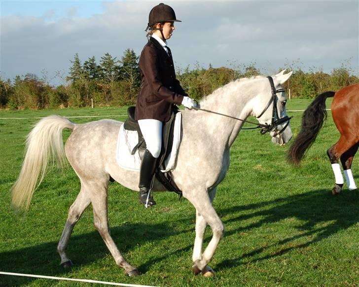 Arabisk fuldblod (OX) Wanero OX 4142 *SOLGT* - Stævne i OTB - 12.09.09 billede 7