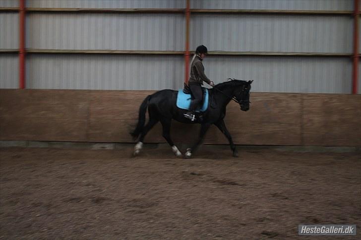 Anden særlig race Scarlet  SOLGT - Lidt dressur træning.. 8 maj 2010. billede 7