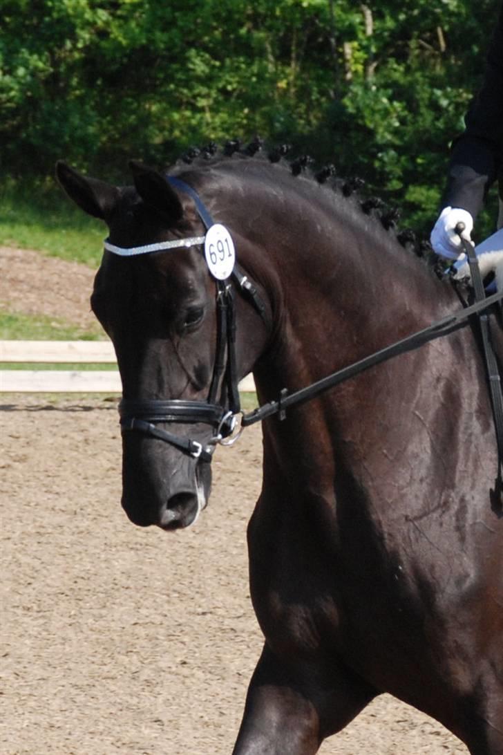Dansk Varmblod Miss Melanie - Hej og velkommen til Miss Melanie.  billede 1