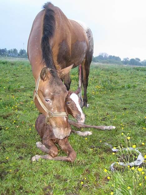 Knabstrupper Havens Alchemilla - død. - Den 25.05.05. Cirka et kvarter - tyve minutter efter hendes fødsel. billede 2