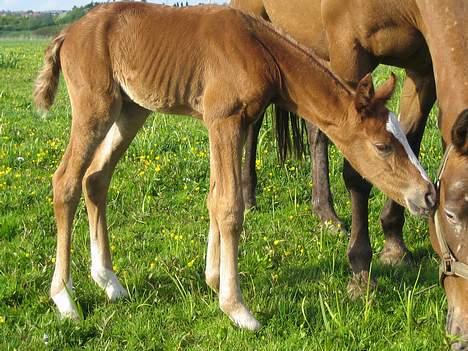 Knabstrupper Havens Alchemilla - død. - 25.05.05. billede 5