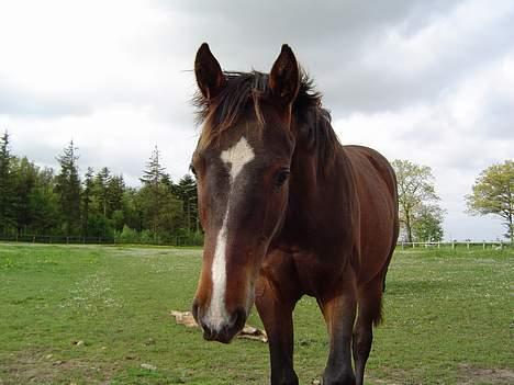Dansk Varmblod  Loke *Solgt* billede 9