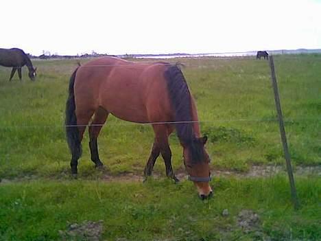 Dartmoor Molly Malone billede 14