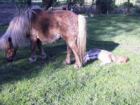 Miniature Hovvejens Duke *død* - nyder lige en slapper i solen sammen med mor billede 3
