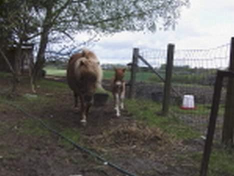 Miniature Hovvejens Duke *død* - her er da vist okay billede 5