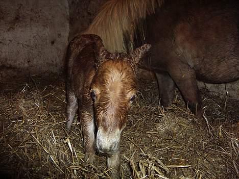Miniature Hovvejens Duke *død* - nøjjj hvor er jeg træt billede 6