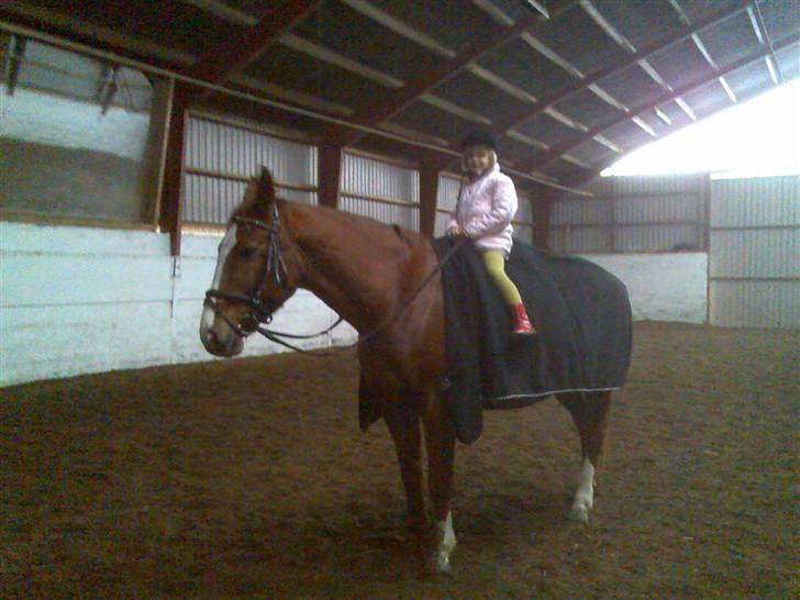 Dansk Varmblod cistel - cistel kan rides af alle billede 15