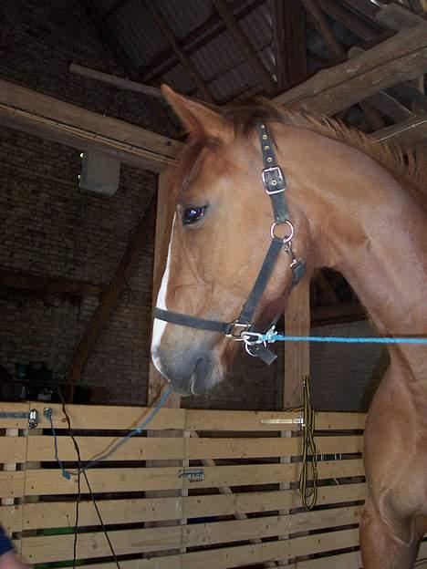 Dansk Varmblod cistel billede 16