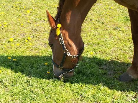 Dansk Varmblod cistel - cistel på sommergræs billede 17