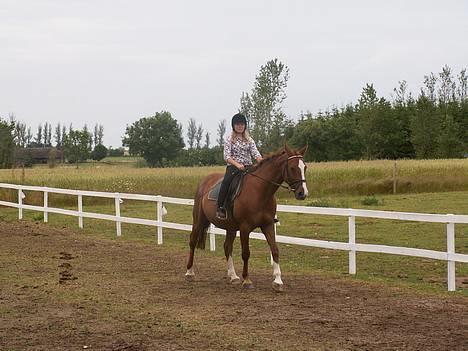 Dansk Varmblod cistel billede 18