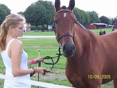 Tysk Varmblod jenstruplund Carisma - det her er carisma.:0 billede 1