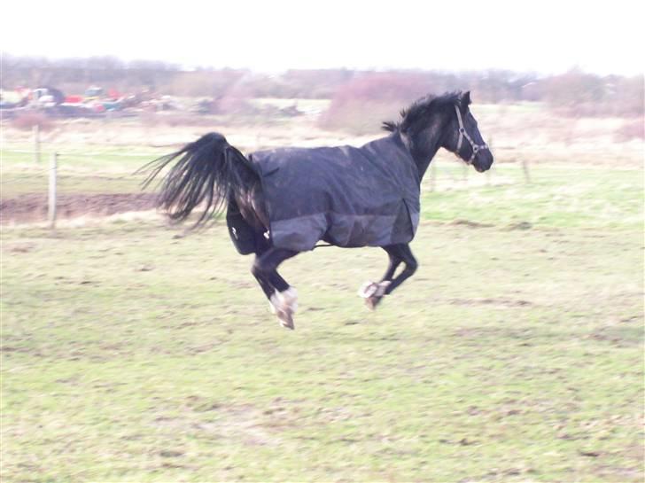 Anden særlig race Scarlet  SOLGT - Smukke scarlet viser sig stolt frem på marken hehe..:D taget idag. 3/2-08 billede 9