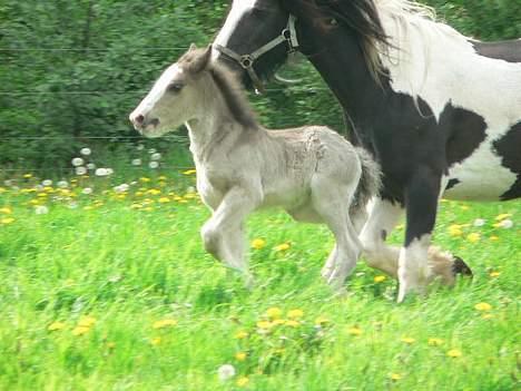 Tinker Lindholms Silver - 25. maj. Blev lukkede ud til Curly, sådan han kan få en søster/bror hehe :D billede 10