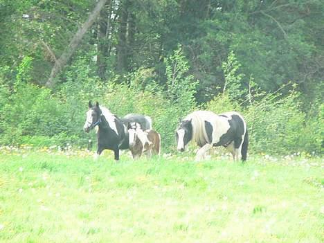 Tinker Lindholms Carlo Olsen - 25. maj. Blev lukkede ud til Curly, sådan han kan få en søster/bror hehe :D billede 13