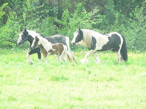 Tinker Lindholms Carlo Olsen - 25. maj. Blev lukkede ud til Curly, sådan han kan få en søster/bror hehe :D billede 14