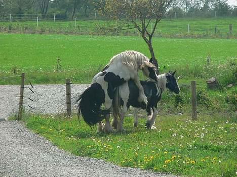 Tinker Lindholms Carlo Olsen - 25. maj. Så er en ny søster/bror hjemme hehe :D billede 15