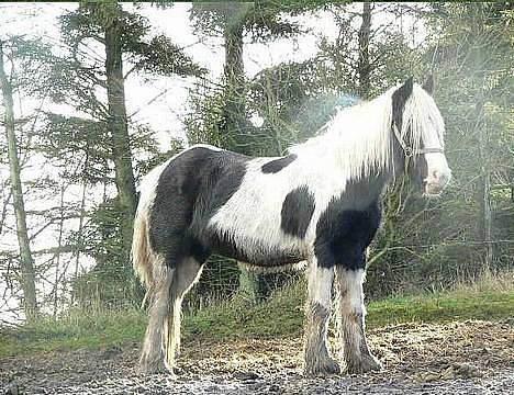 Tinker Linholms Blue mama - Det er så Blue Mama i vinter pels billede 8