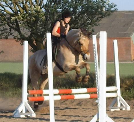 Fjordhest Claus - aflivet okt.07 - Springundervisning billede 1