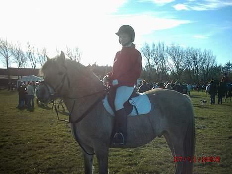 Fjordhest Claus - aflivet okt.07 - En stolt hest efter at være blevet nr 4 i opløbet mod hestene til hubertusjagt billede 2
