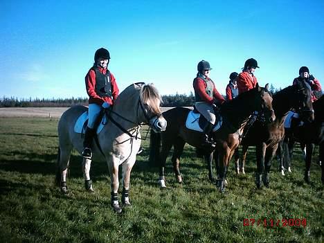 Fjordhest Claus - aflivet okt.07 - Her venter vi på at hubertusjagt skal starte billede 3