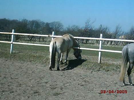Fjordhest Claus - aflivet okt.07 - En rigtig fjordhest er altid sulten billede 4