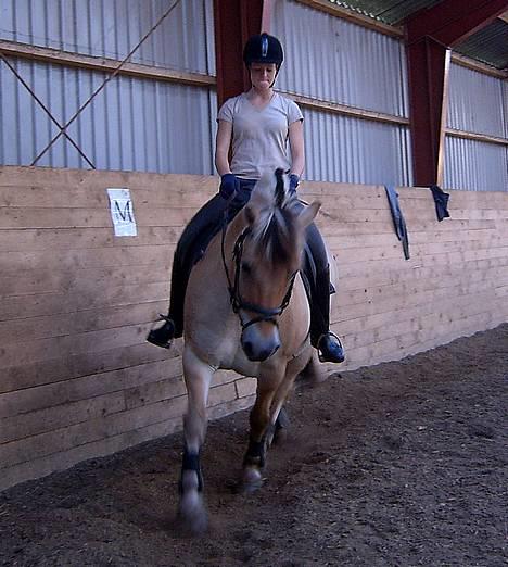 Fjordhest Claus - aflivet okt.07 - Vi rider dressur (tag jer ikke af mig!!) billede 5