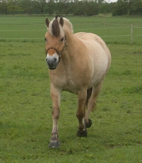 Fjordhest Claus - aflivet okt.07 - "Kommer nu Moar.." billede 6